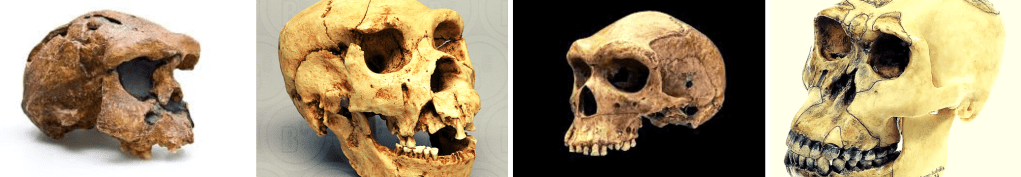 Homo sapiens sapiens…